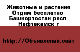 Животные и растения Отдам бесплатно. Башкортостан респ.,Нефтекамск г.